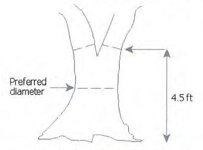 Figure 7: DBH for Forks located at or above 4.5 feet