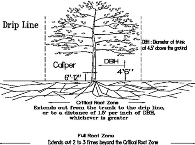 Figure 5A-1. Caliper, Critical Root Zone, Diameter at Breast Height, and Dripline