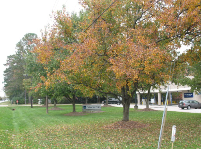 § 83461. Landscaping and buffers., Article VIII. DEVELOPMENT STANDARDS