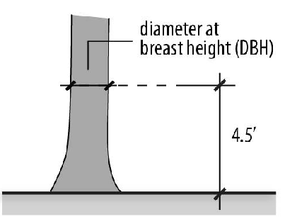Figure 95-2: Diameter at Breast Height (DBH)