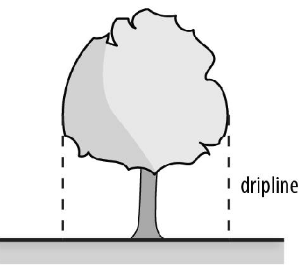 Figure 95-3: Dripline (of a Tree)