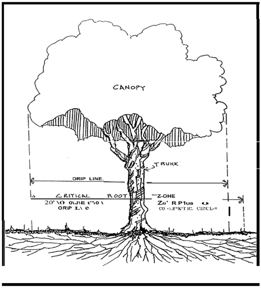 Illustration of Critical Root Zone and Drip Line: