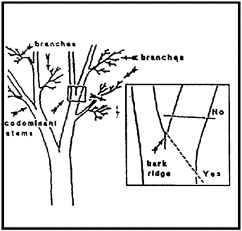 Illustration of Tree Pruning: