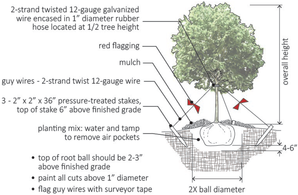 Figure 10-1: Tree Planting Detail