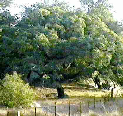 Figure 39 Blue Oak