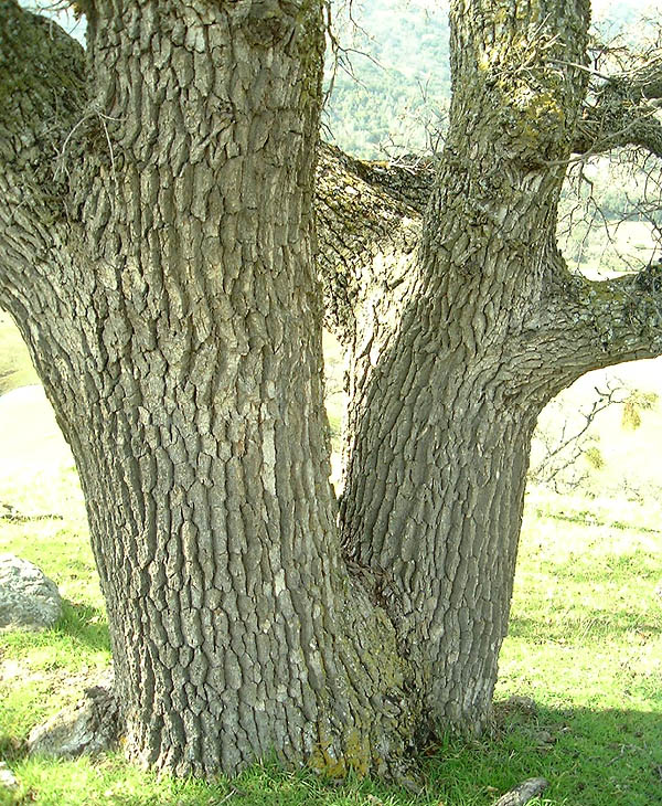 Figure 41 Blue Oak with Multiple Trunks
