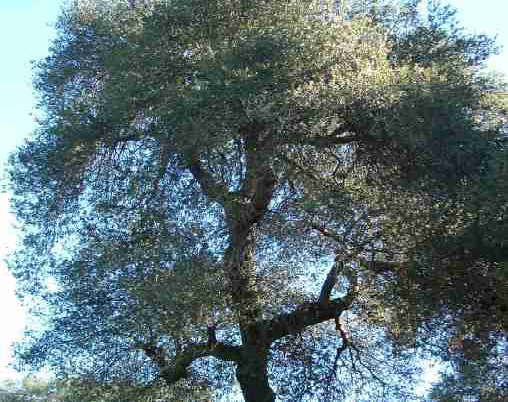 Figure 42 California Live Oak
