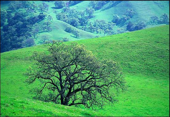 Figure 43 Oaks