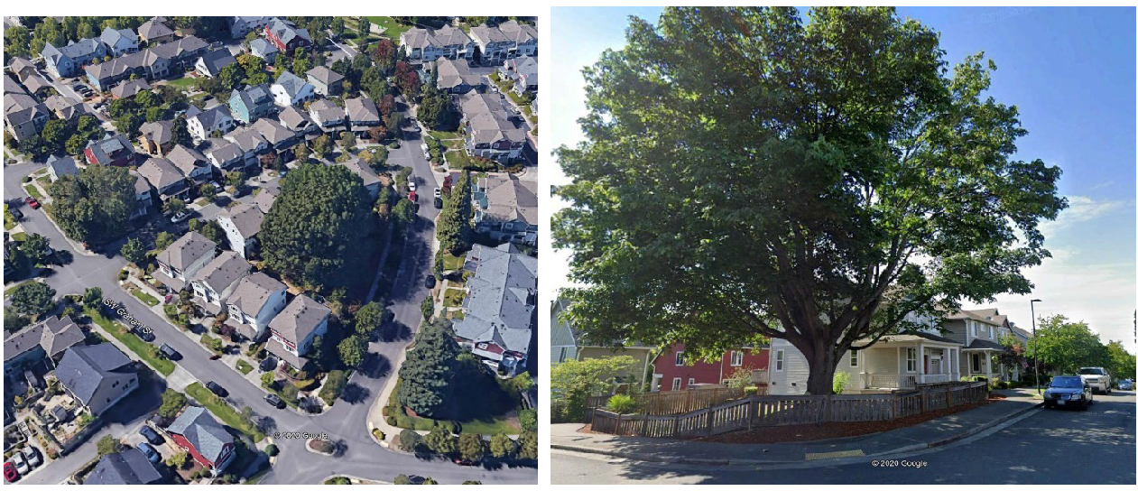Figure 18.206.020-G Examples of integrating existing trees into a new subdivision.