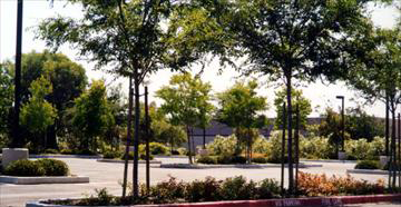 Trees should be located throughout the parking lot and not merely at the ends of parking rows.