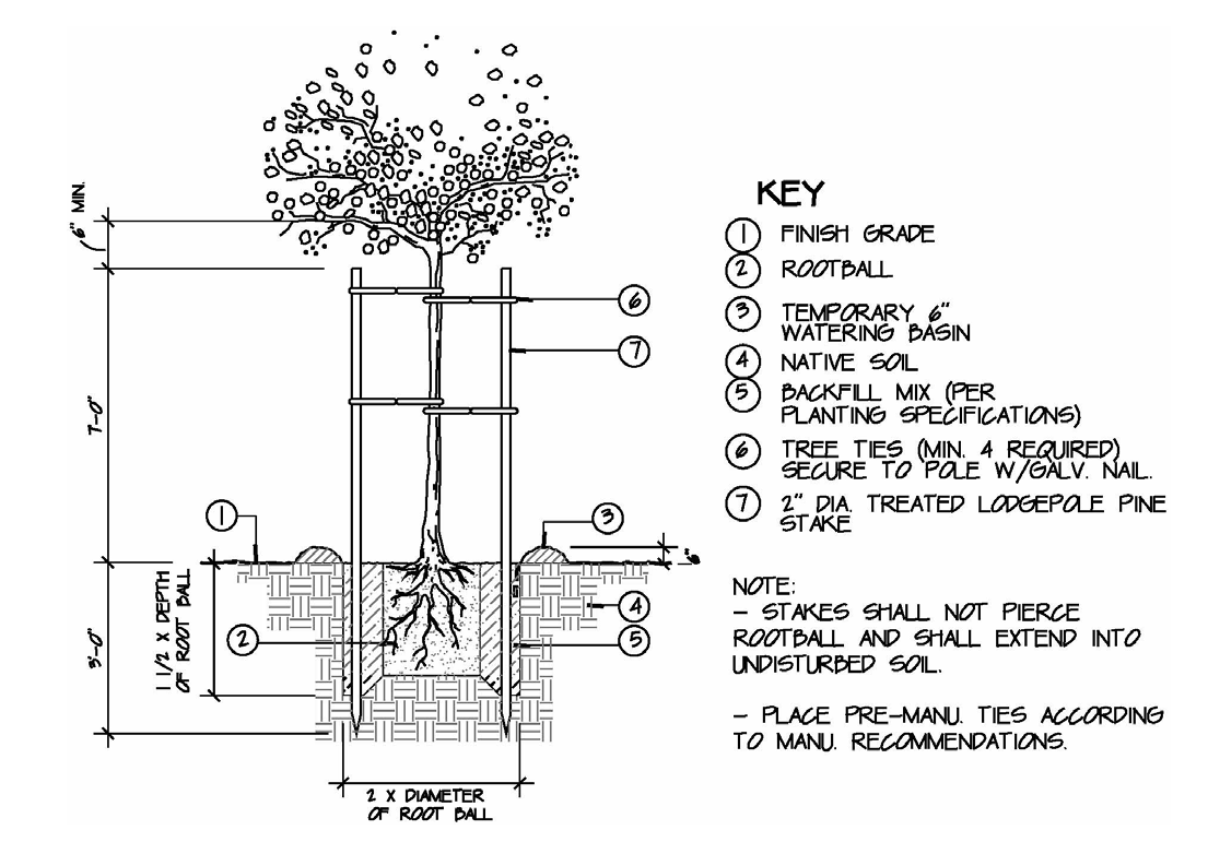 EXAMPLE OF TYPICAL STAKING/GUYING OF TREE DETAIL