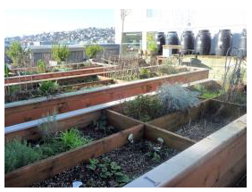 Figure 17. Pea Patch Example