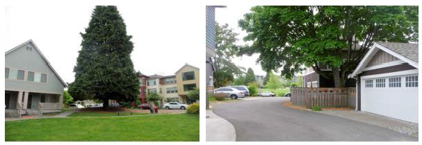 Figure 15.420.030(C). Examples of a subdivision configured to save large existing trees as an amenity to new housing development.